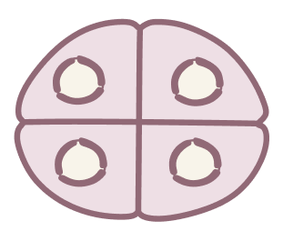 meiosis stock photo in white background